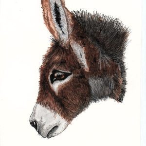 portrait of donkey