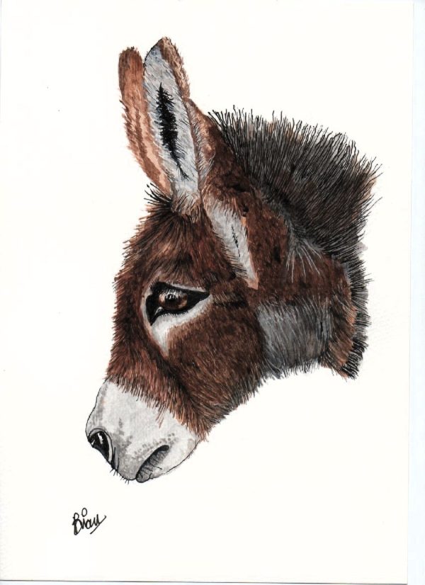 portrait of donkey